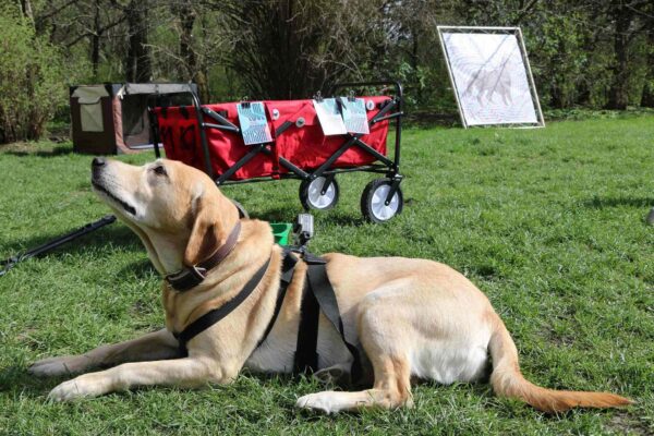 Hund mit tragbarer Technik/Wearable